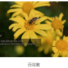 Honey Product - Image 3