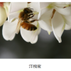 Honey Product - Image 4