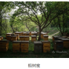Honey Product - Image 5