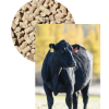 Animal Health and Nutrition - Image 3